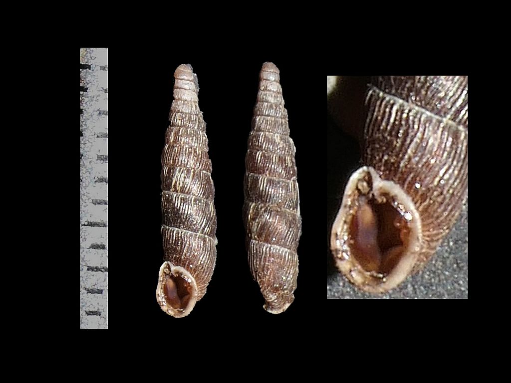 Clausiliidae dai Simbruini 9